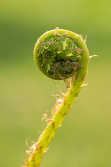 The twisted part of a fern leaf.