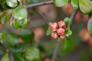 Orange buds of Japanese quince.