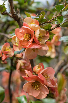 Orange flowers of Japanese quince.