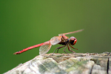 Dragonfly
