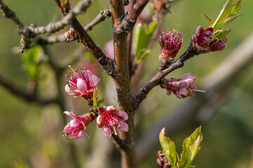 Pink peach blossom on a twig.