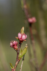 Pink peach blossom on a twig.