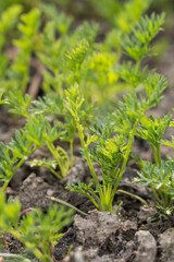 Young green leaves of carrots on the flower bed.