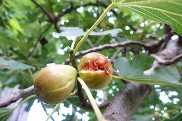 熟して口を開けたイチジクの実