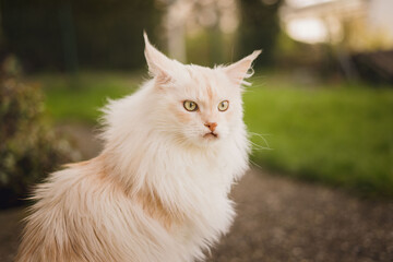 portrait of maine coon outside on the grass with a bokeh background