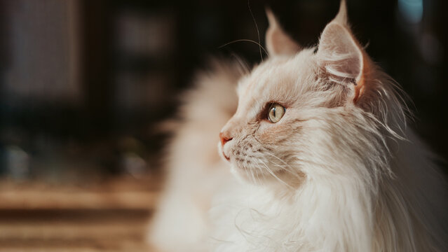 close up portrait of a beautiful gold/creme/beige tabby maine coon cat with space for text
