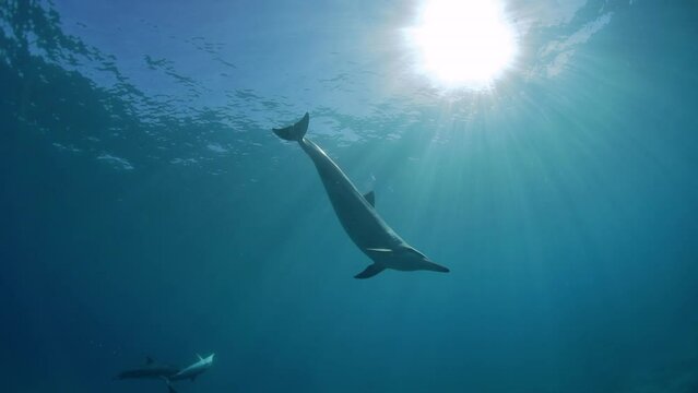 Slow Motion Shot Of Pod Of Oceanic Dolphins In Tranquil Ocean - Oahu, Hawaii