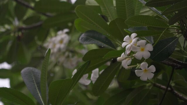 Nuture Concept,Raindrops falling on white plumeria flowers near the river, White plumeria flowers under the rain in the spring season with Rain Sound.