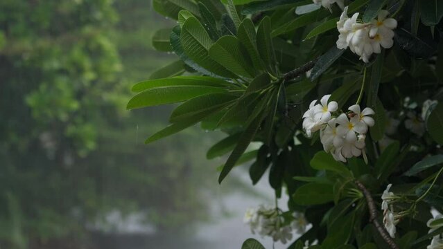 Nuture Concept,Raindrops falling on white plumeria flowers near the river, White plumeria flowers under the rain in the spring season with Rain Sound.
