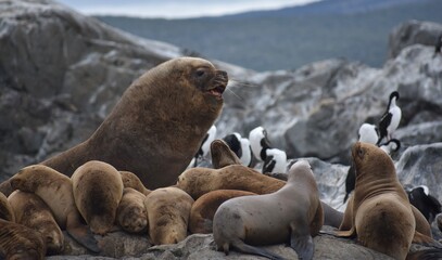 Fototapeta premium Large alpha male sea lion calling out to its pack in Patagonia, Argentina