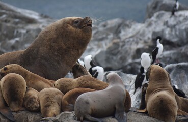 Large alpha male sea lion calling to its pack in the Beagle Channel in Patagonia, Argentina