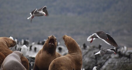 Two sea lions in conflict in the Beagle Channel, Argentina