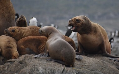 Fototapeta premium Aggressive sea lion on the rocks of the Beagle Channel, Patagonia, Argentina