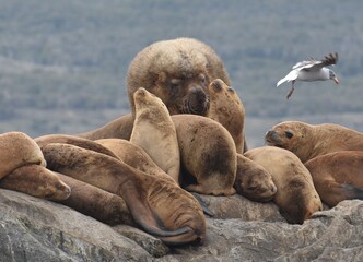 Alpha male sea lion overlooking a pack of younger sea lions in the Beagle Channel, Argentina