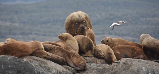 Huge group of sea lions resting on the rocks in Patagonia, Argentina
