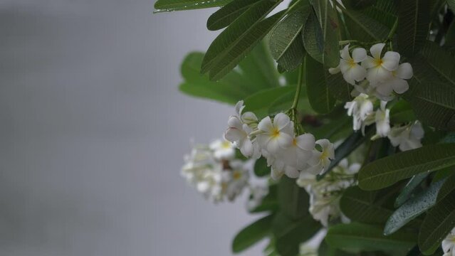 Nuture Concept,Raindrops falling on white plumeria flowers near the river, White plumeria flowers under the rain in the spring season with Rain Sound.