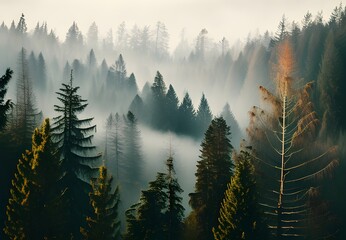 モミの森がある霧の風景