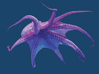 Drawing large pink octopus, beautiful,underwater, tentakel, art.illustration, vector