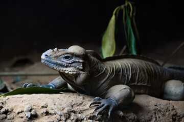 iguana in the zoo