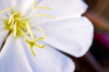 Obraz premium Close up of a Wild Morning Glory Flower with Pollen