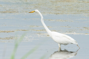 a great white heron leans forward to adjust its vision and spot small bait fish swimming in the shallow water, its intended prey