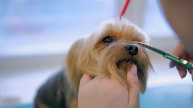 Dog grooming salon. Woman groomer bathes the dog Airedale in the bathtub with foam. Pet care
