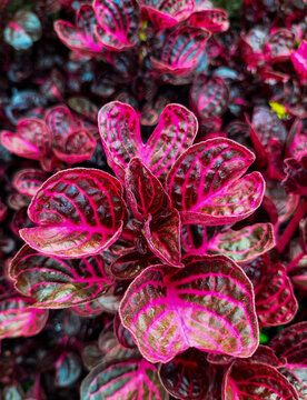 The leaves of the iresine herbstii plant in the garden. Selective focus.
