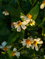 Fototapeta premium Close Up. Partial focus of Spanish needles or Bidens alba flowers on green grass background. 