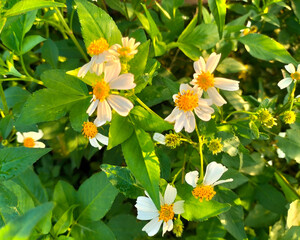 Close Up. Partial focus of Spanish needles or Bidens alba flowers on green grass background.
