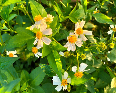 Close Up. Partial focus of Spanish needles or Bidens alba flowers on green grass background.
