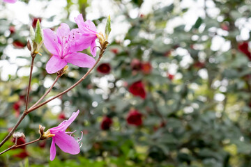 春の到来を告げる公園のミツバツツジ　滋賀県大津市びわ文化公園