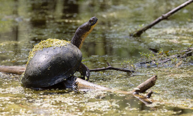 Blanding Turtle, Endangered Beauty: Blanding Turtle in Its Natural Habitat.  Capturing the elusive...