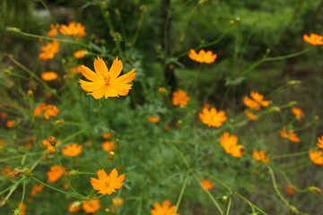 field of flowers