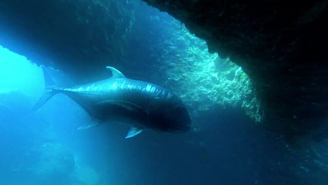 沖縄宮古島の海底洞窟内に住むロウニンアジ

