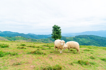 Fototapeta premium white sheep on mountain hill