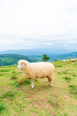 Obraz premium white sheep on mountain hill