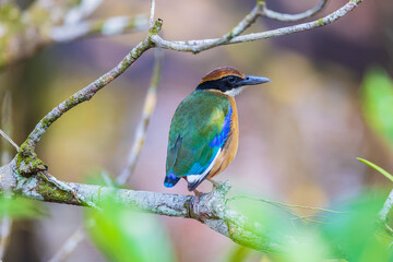 Mangrove piyya (Pitta megarhyncha)  a rare bird on the branch of the mangrove tree.