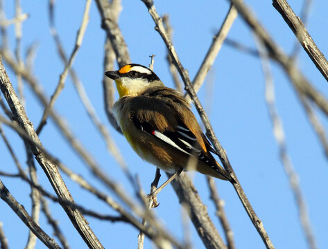 Striated pardalote bird sitting on a tree branch