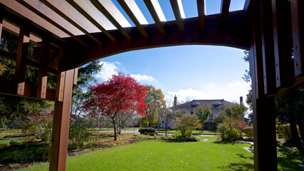 The view of the public park with a maple tree and canopy