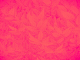 Beautiful abstract color pink flowers on white background, light red flower frame, red leaves texture, pink background, valentines day, love theme, flora texture 