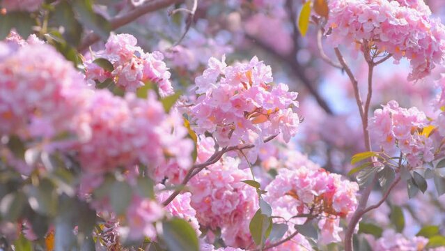 Tropical pink flowers named Tabebuia rosea swaying in the breeze with patterns forming from their shape and the way sunlight and shadow is falling on the flowers.