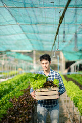 farmers hand harvest fresh salad vegetables in hydroponic plant system farms in the greenhouse