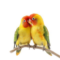 Fototapeta na wymiar pair of parrots isolated on transparent background cutout