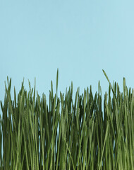 Green grass with dew on blue background with space for your text