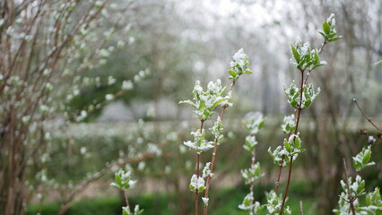 Weather anomalies - snowfall in spring. Spring trees with young green leaves covered with snow.