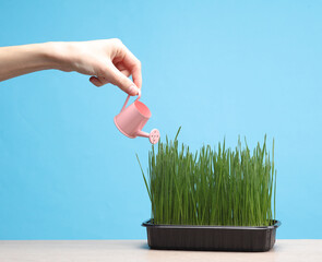 Woman's hand waters green grass in pot from miniature watering can on a blue background. plant care © splitov27