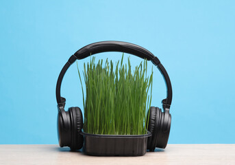 Stereo headphones and Green grass in pot on table, blue background. The effect of music on plant growth