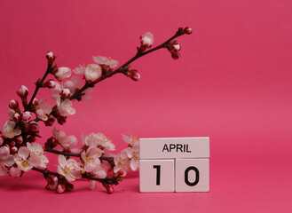 Wooden block calendar with date april 10 and peach blossom branch on pink background. spring time,...