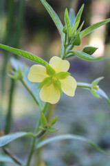 Yellow flower on a willow primrose plant (ludwigia octovalvis) in a garden