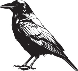 Crow raven bird vector illustration, SVG